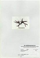 藏品(鳳尾菜)的圖片